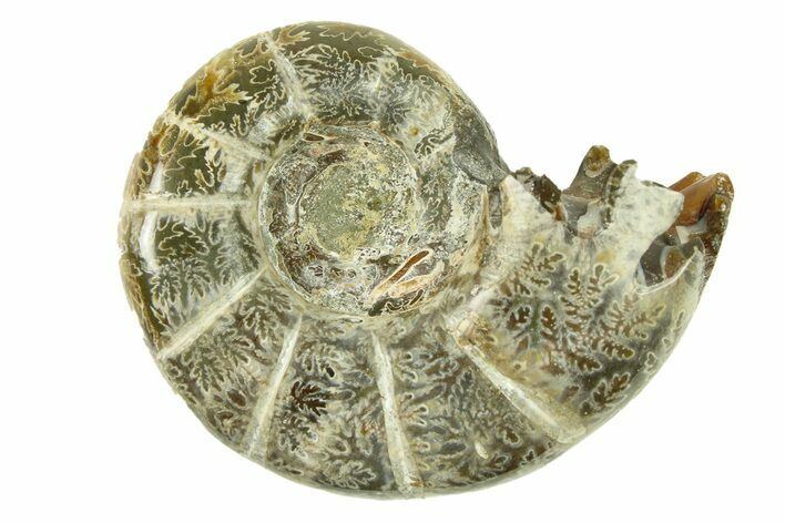Polished, Sutured Ammonite (Argonauticeras) Fossil - Madagascar #287578
